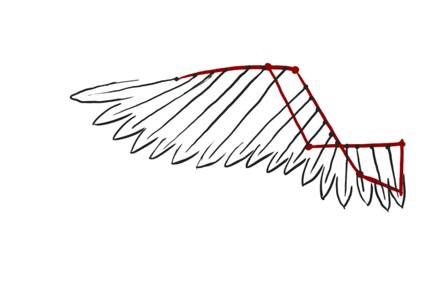 schema ailes articulées