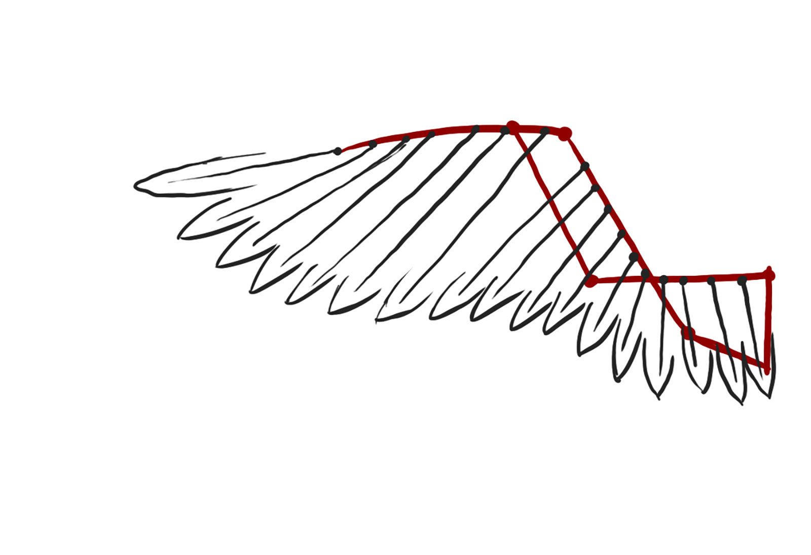 wing sketch