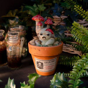 Mandragore zombie (Agaricus)