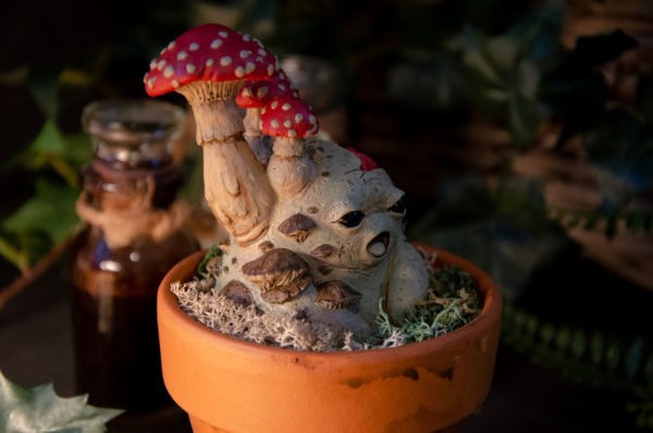 Mandragore zombie (Agaricus) – Image 4