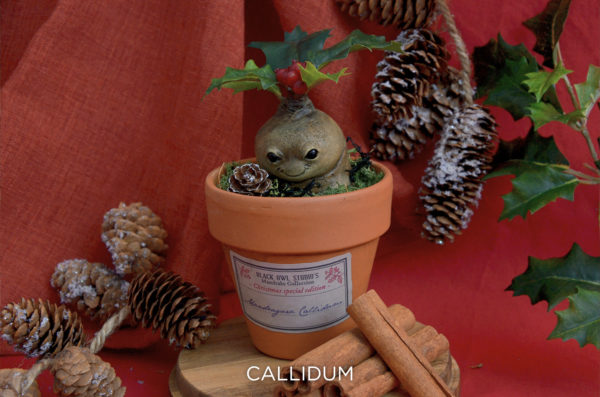 Mandragore de Noël – Image 2