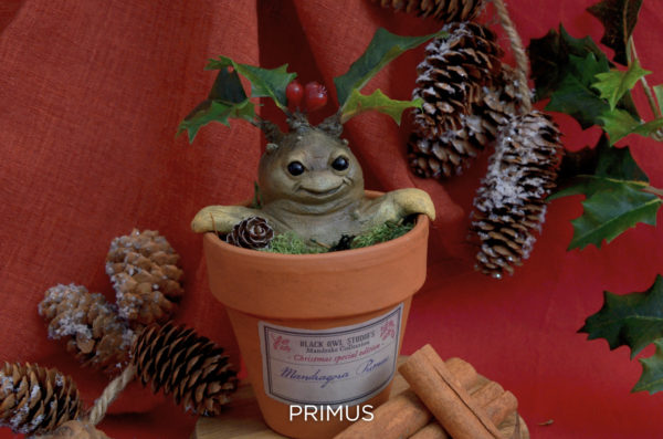 Mandragore de Noël – Image 3