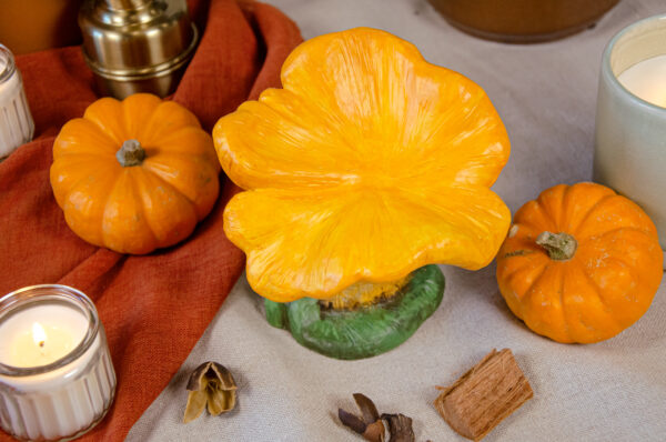 Terry Cantharellus – Image 5