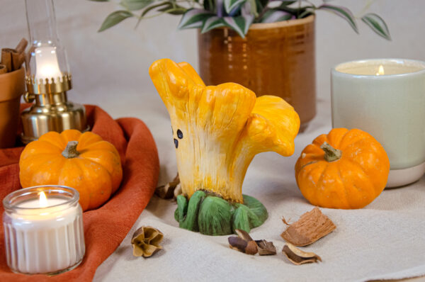 Terry Cantharellus – Image 4
