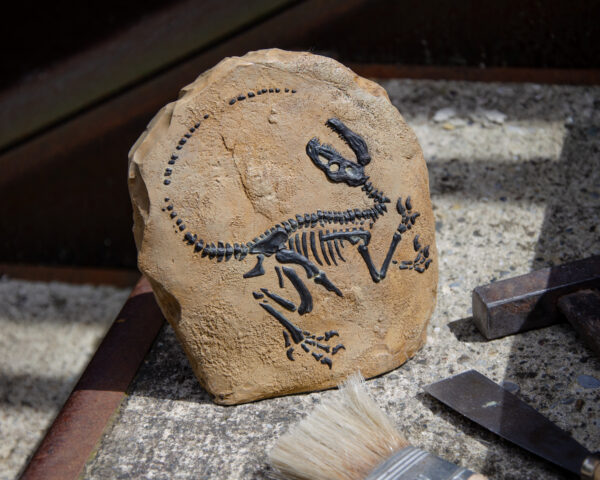 Squelette de Vélociraptor fossile - Sculpture en relief - Jurassic Park