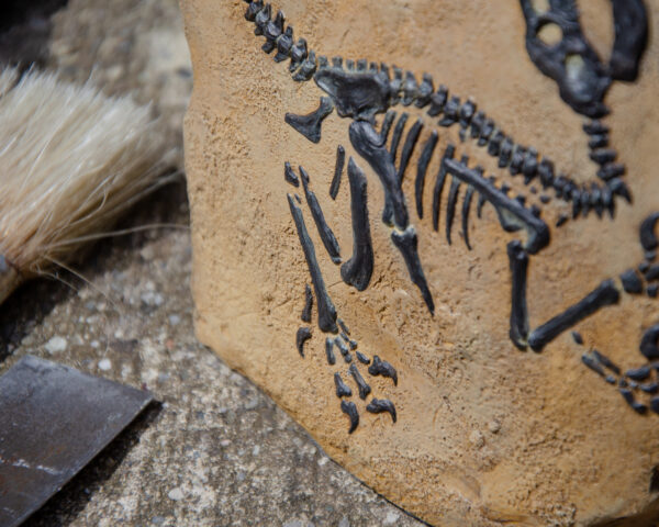Squelette de Vélociraptor fossile - Sculpture en relief - Jurassic Park – Image 4