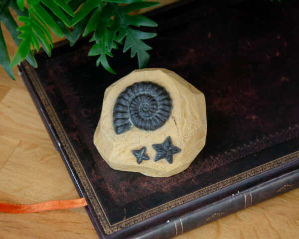 Ammonite Fossile (Animal Crossing) – Image 4
